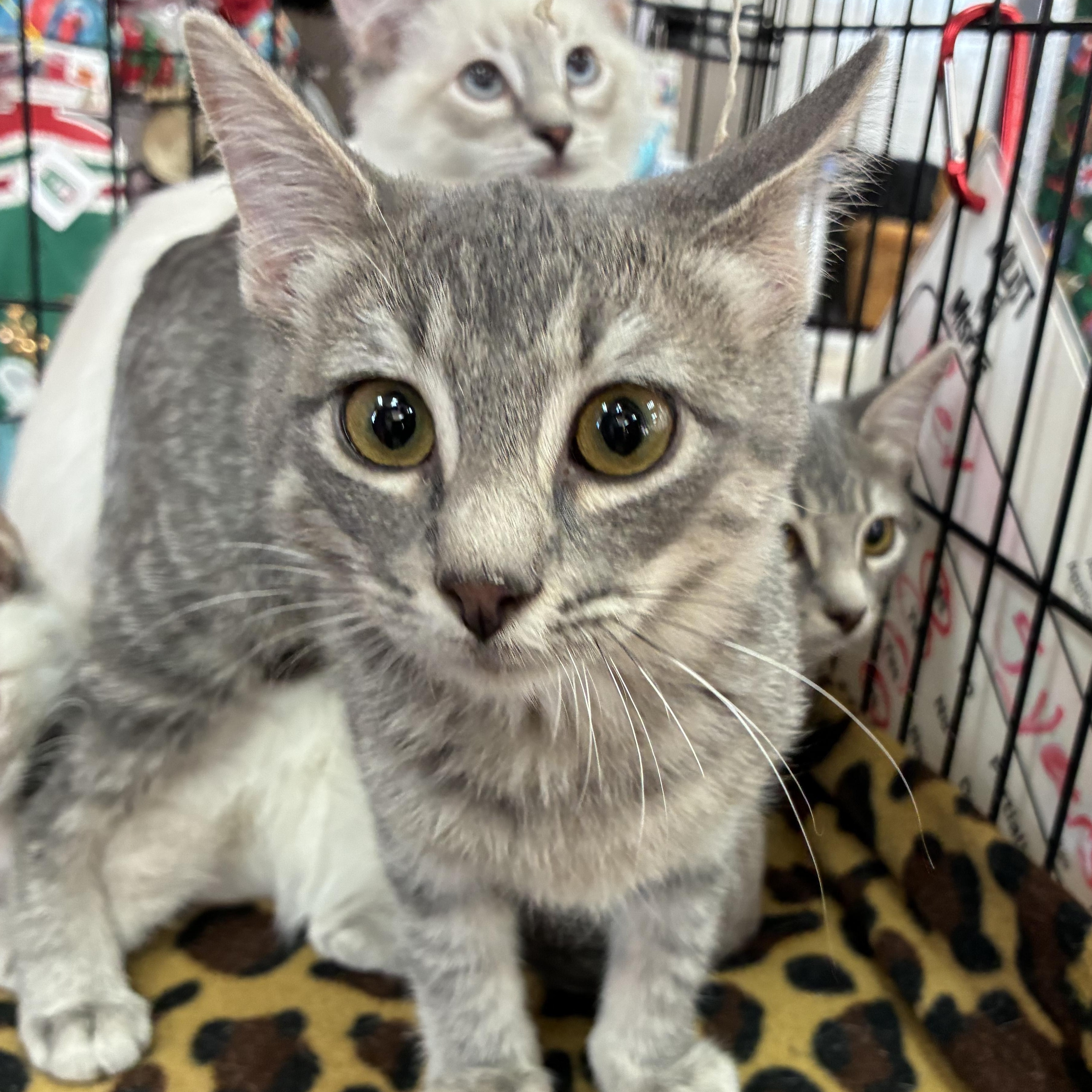 Enlarge Lilac, an adopted mixed breed in Oklahoma City, OK image 4/6