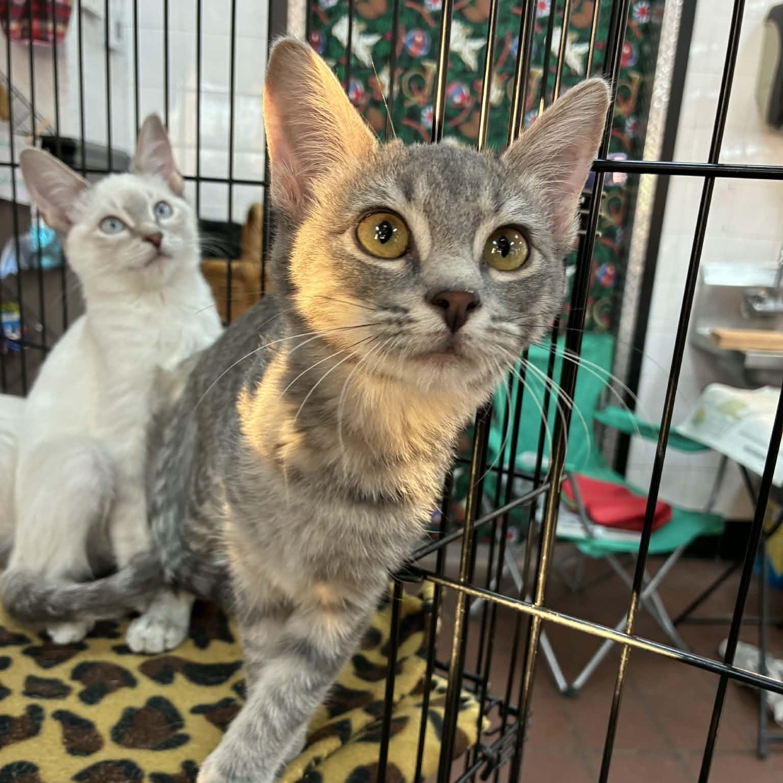 Enlarge Lilac, an adopted mixed breed in Oklahoma City, OK image 6/6