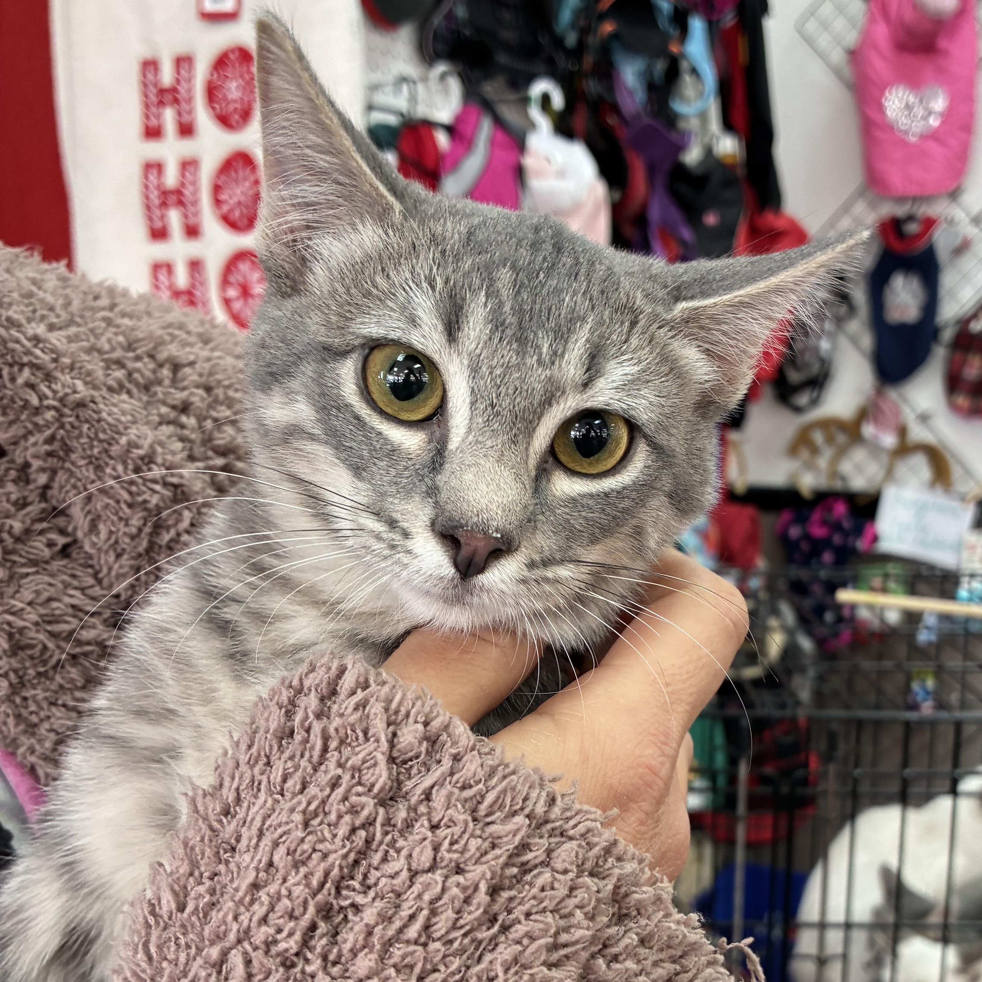 Enlarge Lilac, an adopted mixed breed in Oklahoma City, OK image 3/6