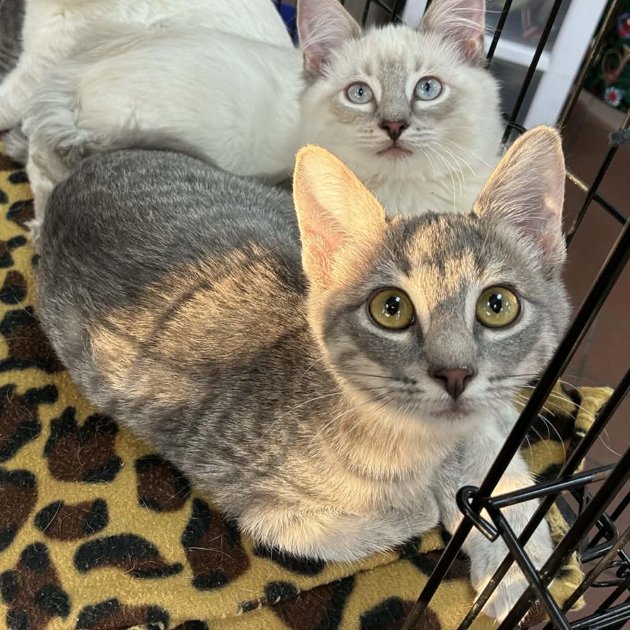 Enlarge Lilac, an adopted mixed breed in Oklahoma City, OK image 2/6