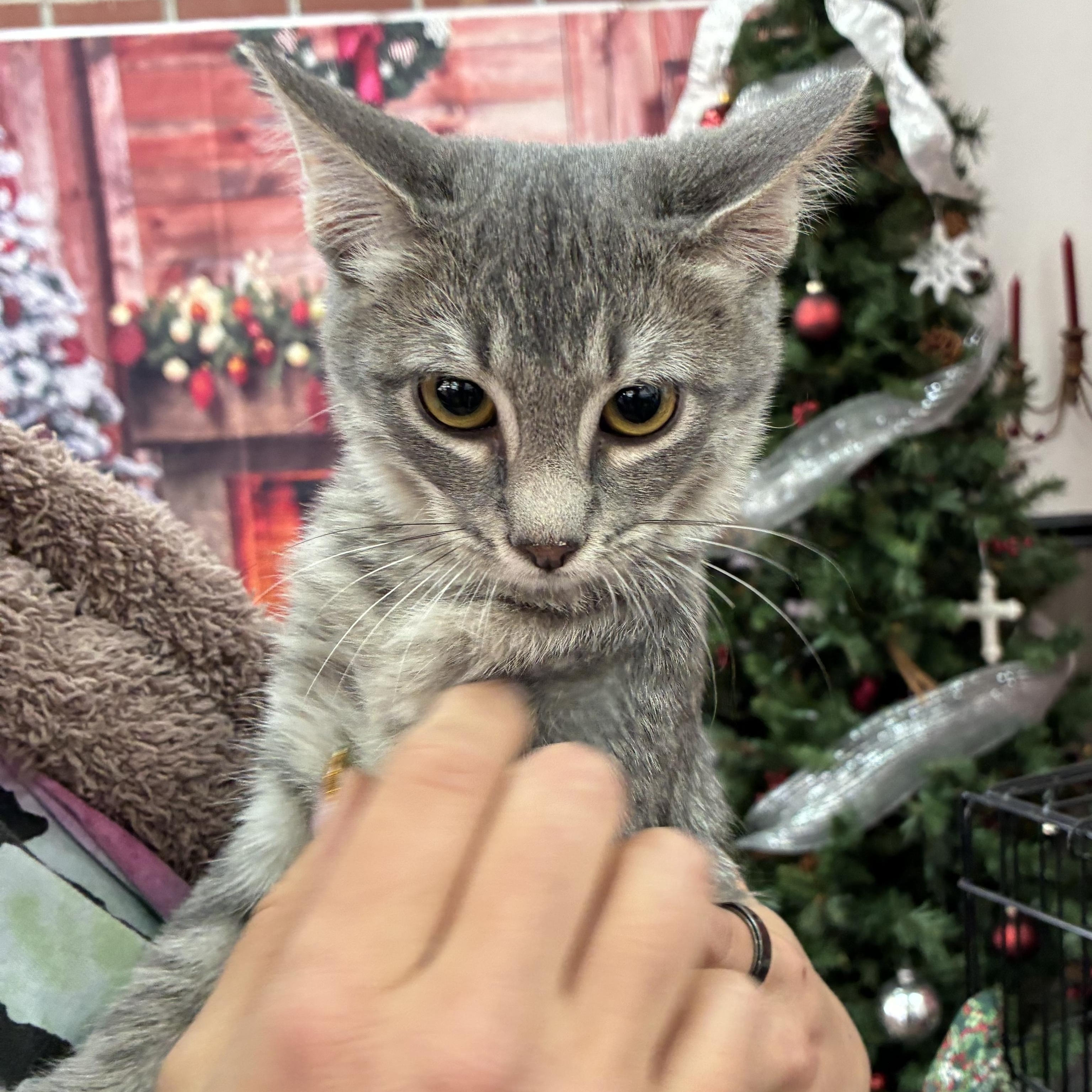 Enlarge Lilac, an adopted mixed breed in Oklahoma City, OK image 5/6