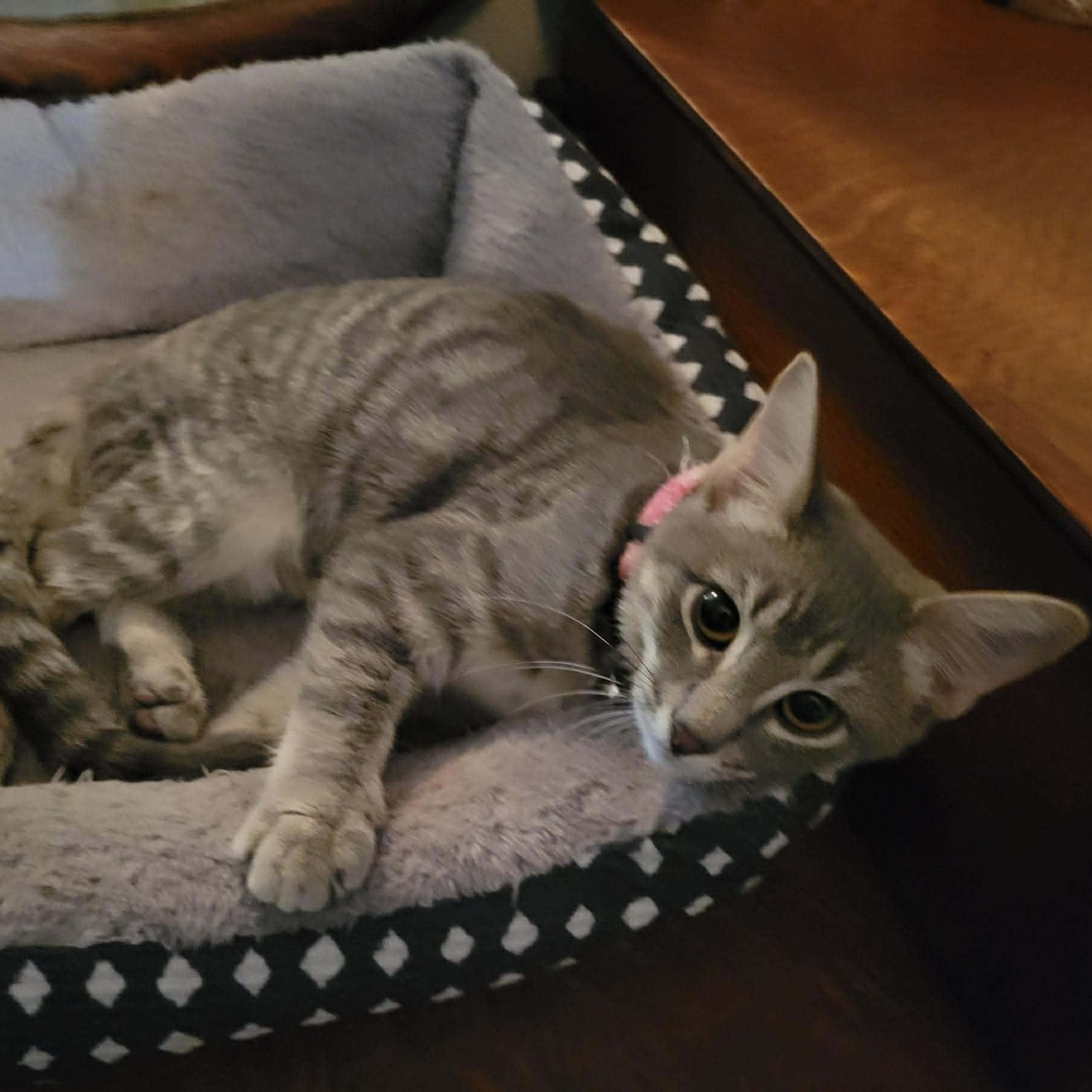 Lilac, adopted, Kitten Female Domestic Short Hair.