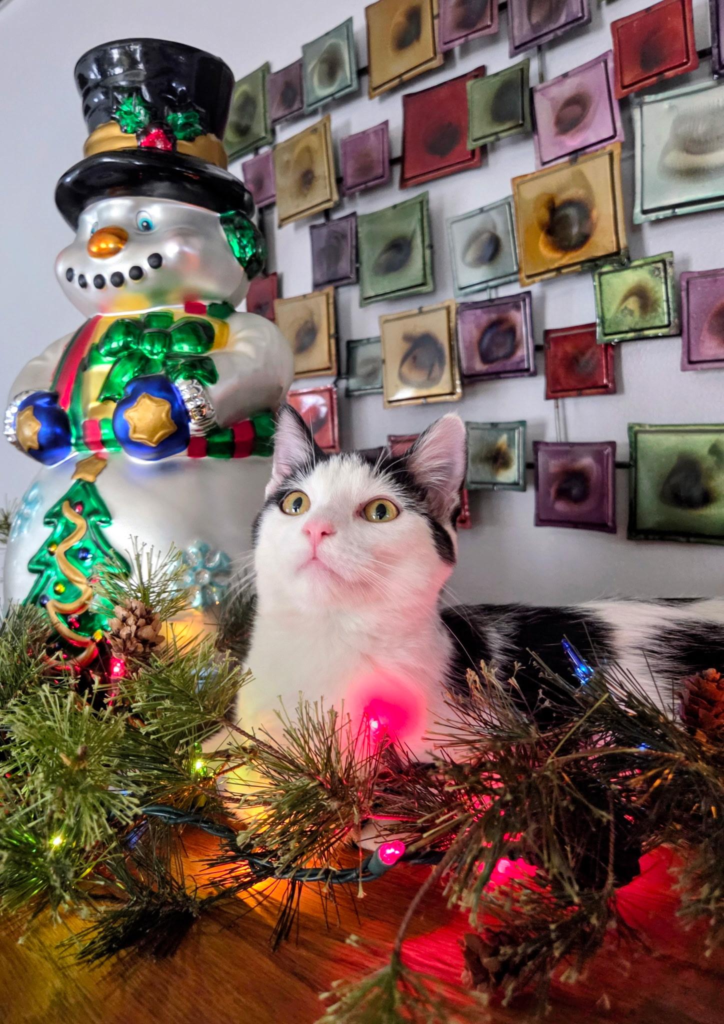 Jersey, a Adoptable Domestic Medium Hair in Waterloo, IA image 1/5