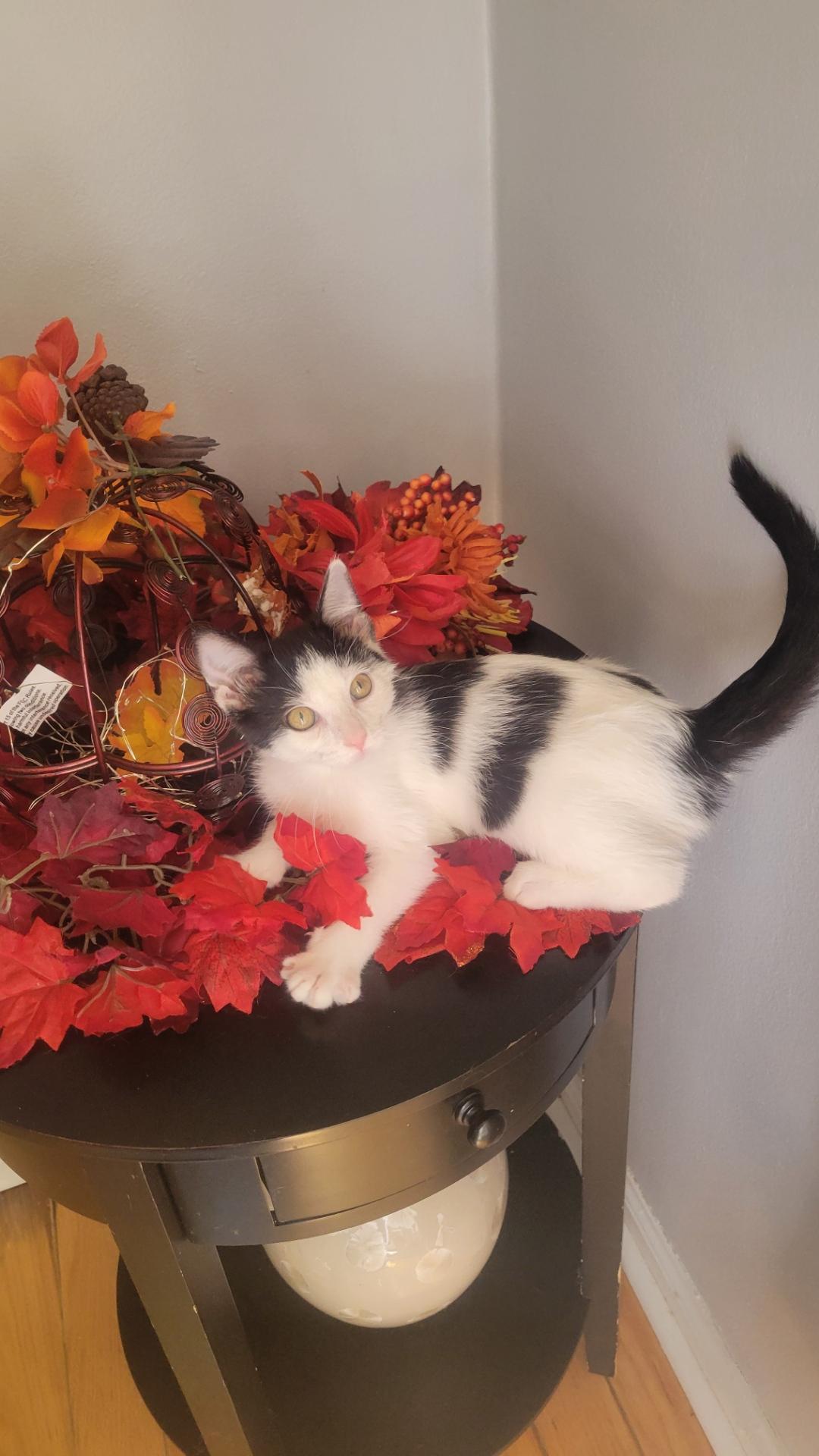 Jersey, Adoptable, Kitten Male Domestic Medium Hair.