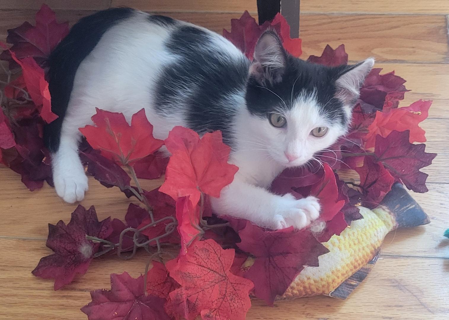 Jersey, a Adoptable Domestic Medium Hair in Waterloo, IA image 4/5