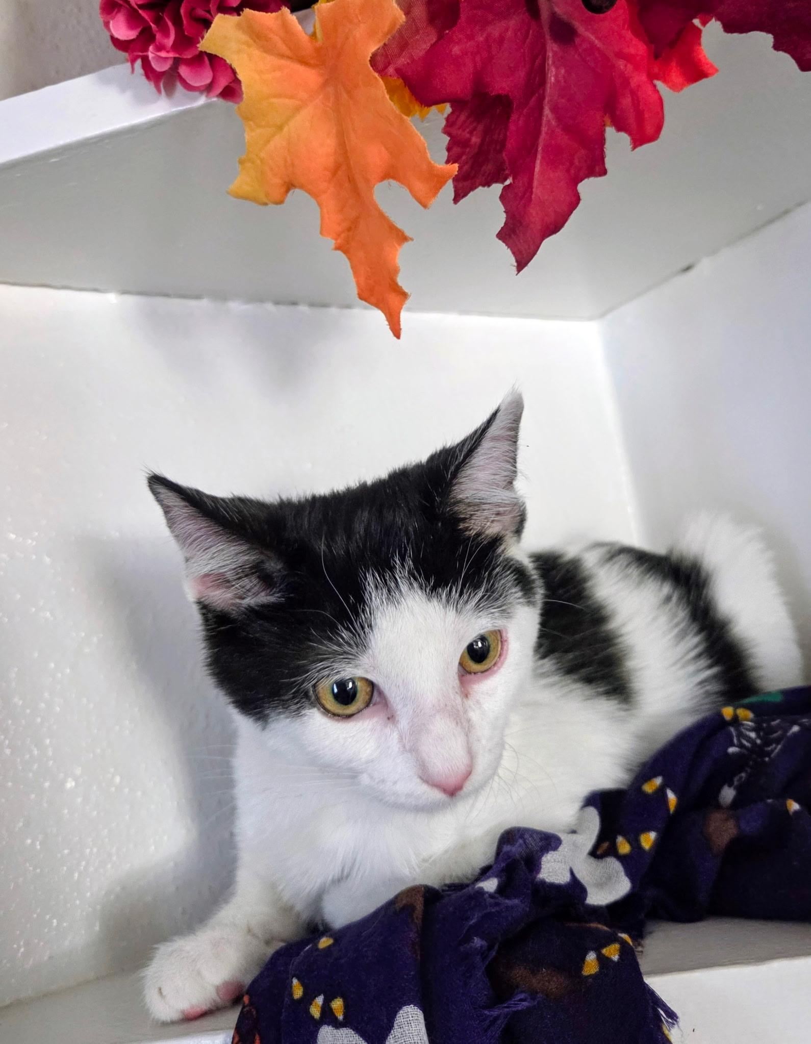 Jersey, Adoptable, Kitten Male Domestic Medium Hair.