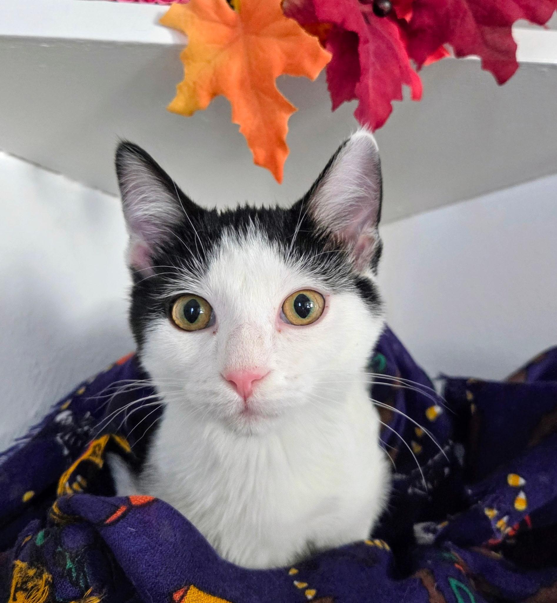 Jersey, a Adoptable Domestic Medium Hair in Waterloo, IA image 5/5
