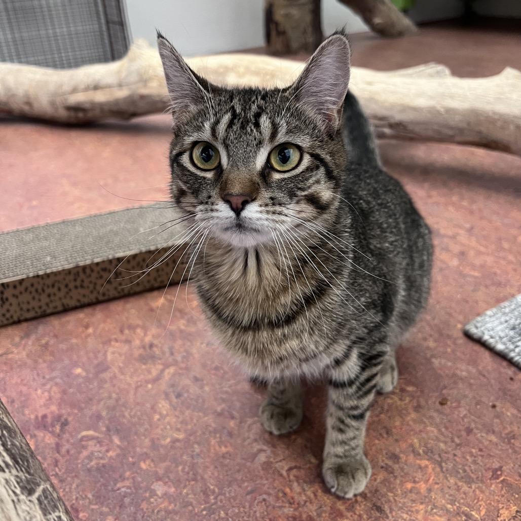 Enlarge Chickpea, a Adoptable Domestic Short Hair in Glenwood Springs, CO image 1/6