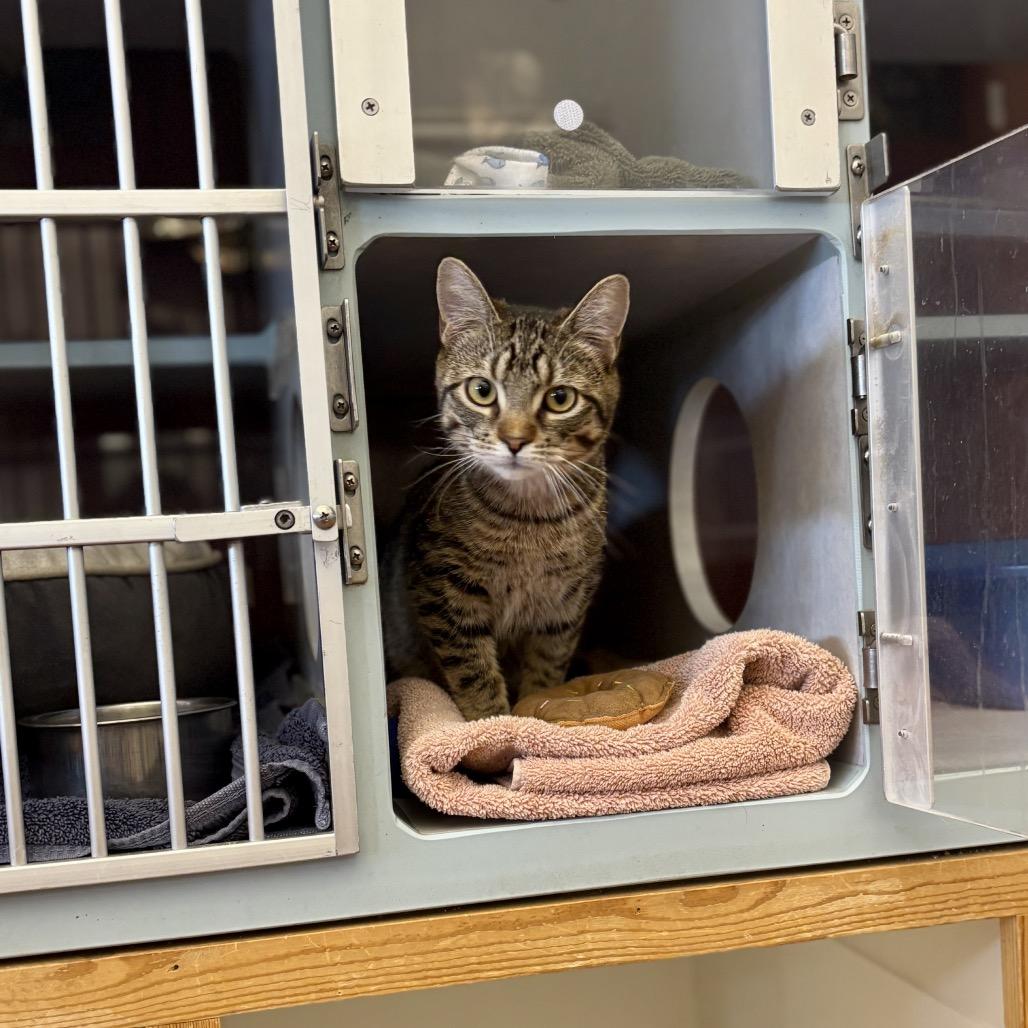 Enlarge Chickpea, a Adoptable Domestic Short Hair in Glenwood Springs, CO image 2/6