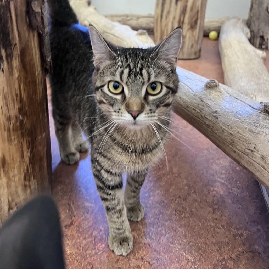 Enlarge Chickpea, a Adoptable Domestic Short Hair in Glenwood Springs, CO image 3/6