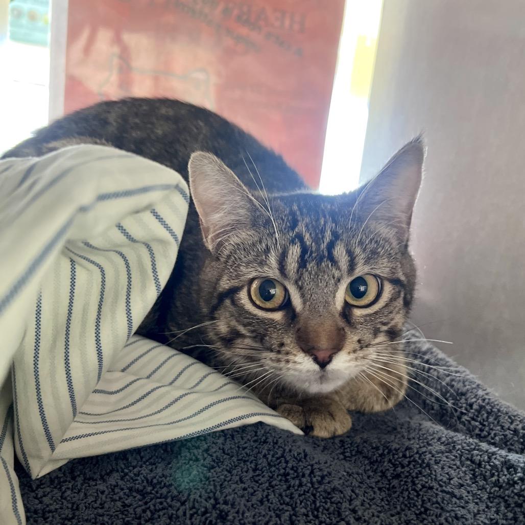 Enlarge Chickpea, a Adoptable Domestic Short Hair in Glenwood Springs, CO image 4/6