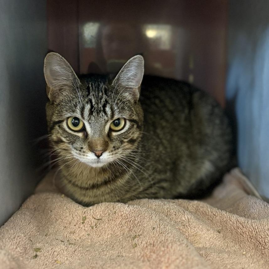 Enlarge Chickpea, a Adoptable Domestic Short Hair in Glenwood Springs, CO image 5/6