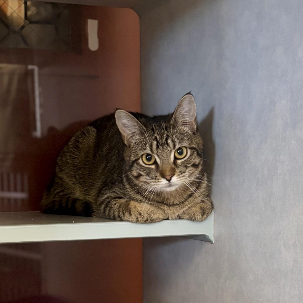 Enlarge Chickpea, a Adoptable Domestic Short Hair in Glenwood Springs, CO image 6/6