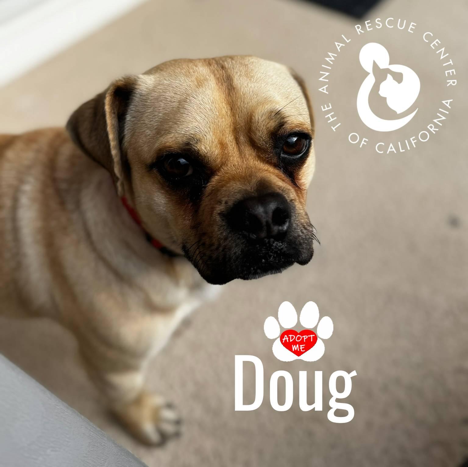 Enlarge Doug, a ADOPTABLE Puggle in Coachella, CA image 1/6