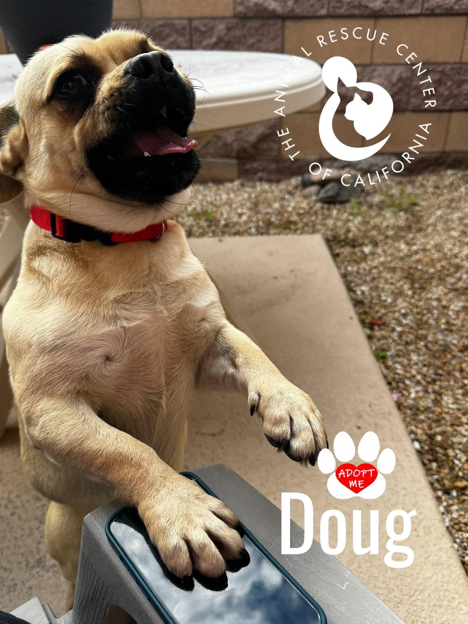 Enlarge Doug, a ADOPTABLE Puggle in Coachella, CA image 4/6