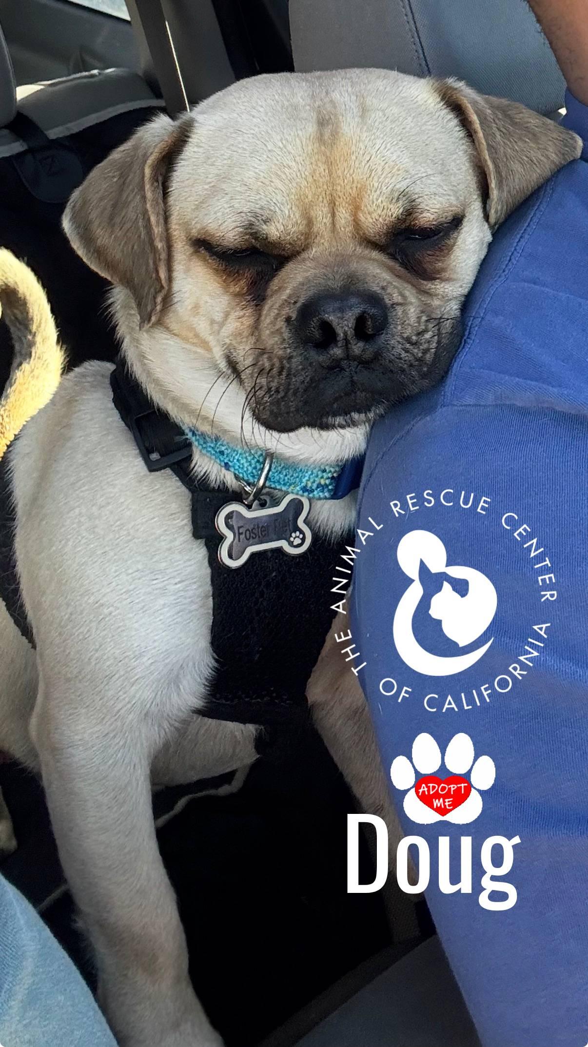 Enlarge Doug, a ADOPTABLE Puggle in Coachella, CA image 3/6