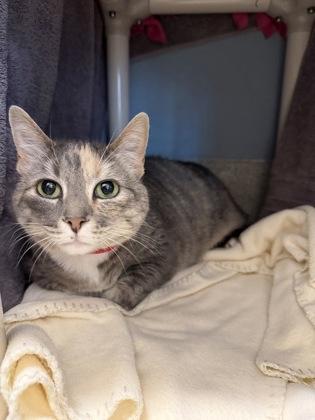 Truffles, Adoptable, Senior Female Domestic Short Hair & Domestic Short Hair.