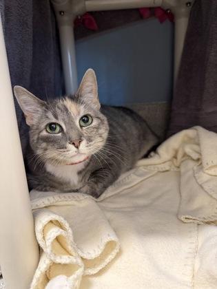 Enlarge Truffles, a Adoptable mixed breed in Chicago, IL image 2/2