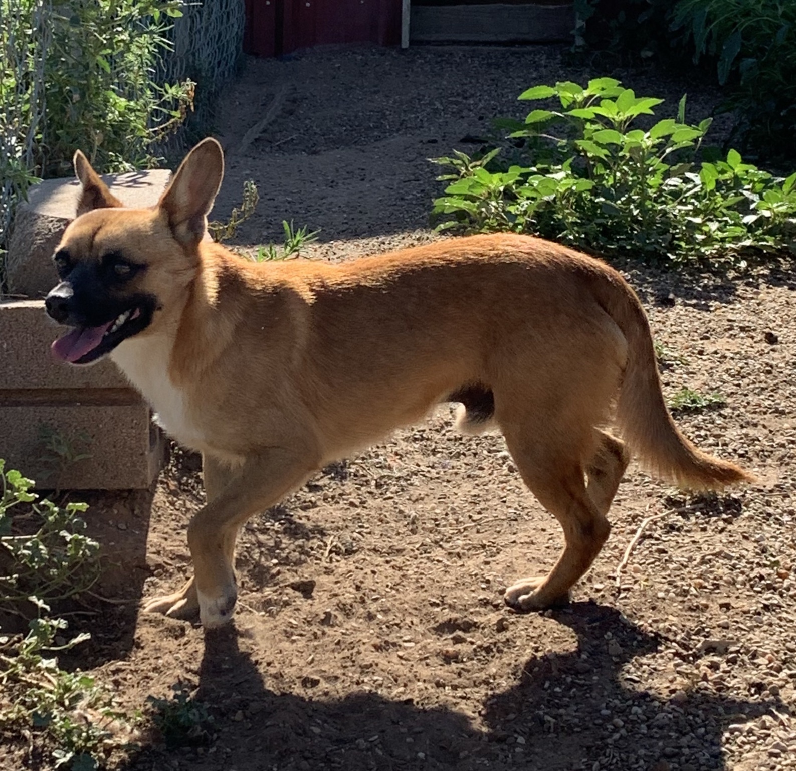 Elliott, Adoptable, Adult Male Shepherd.