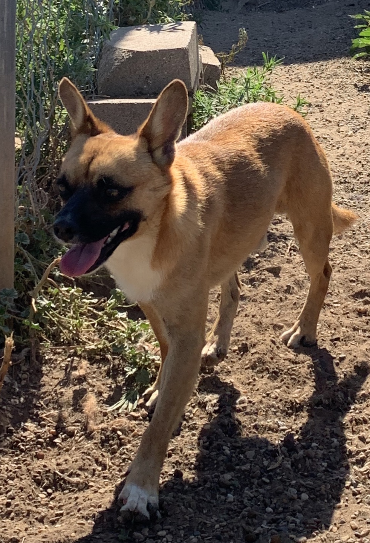 Enlarge Elliott, a Adoptable mixed breed in Lubbock, TX image 2/6