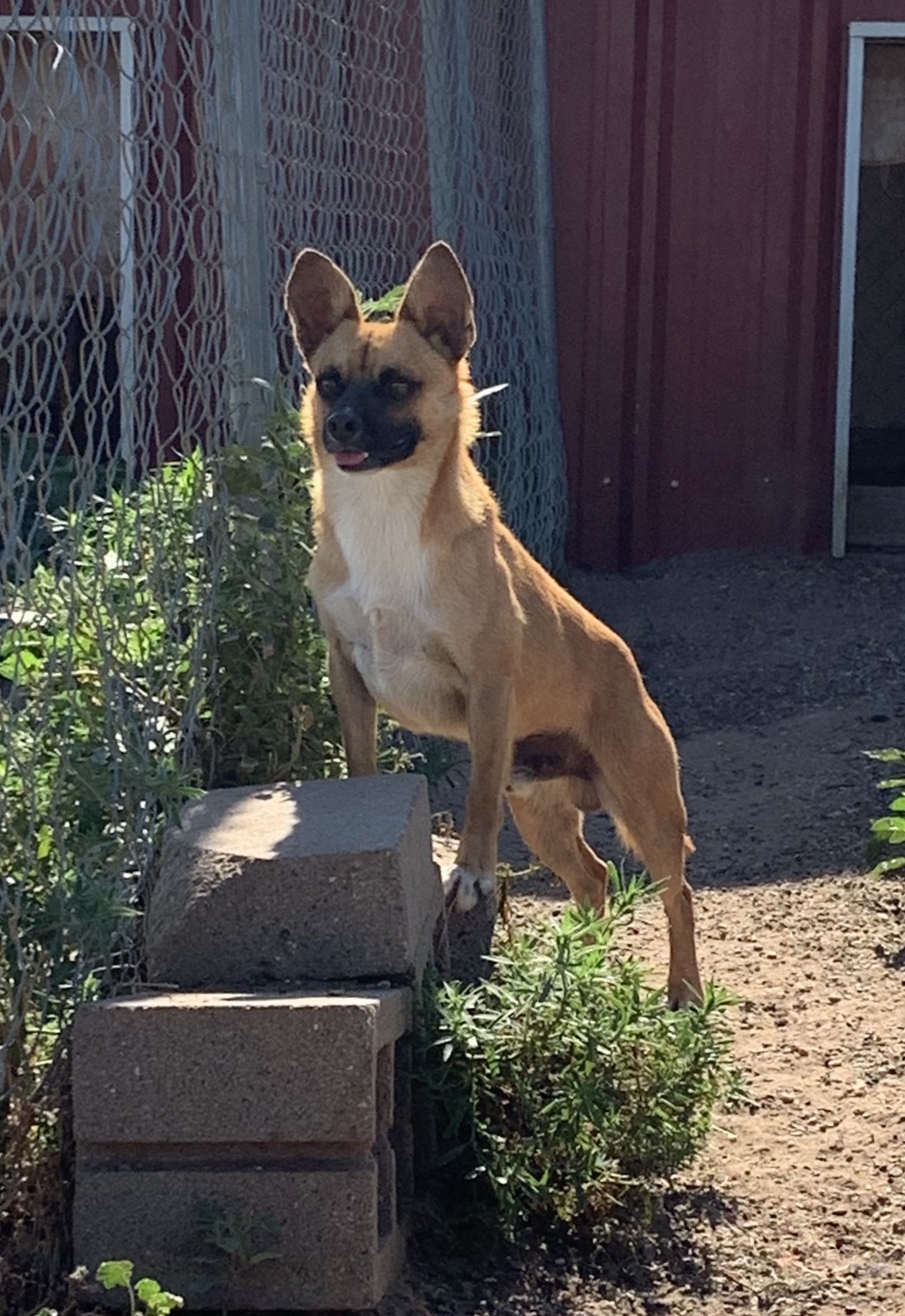 Enlarge Elliott, a Adoptable mixed breed in Lubbock, TX image 3/6