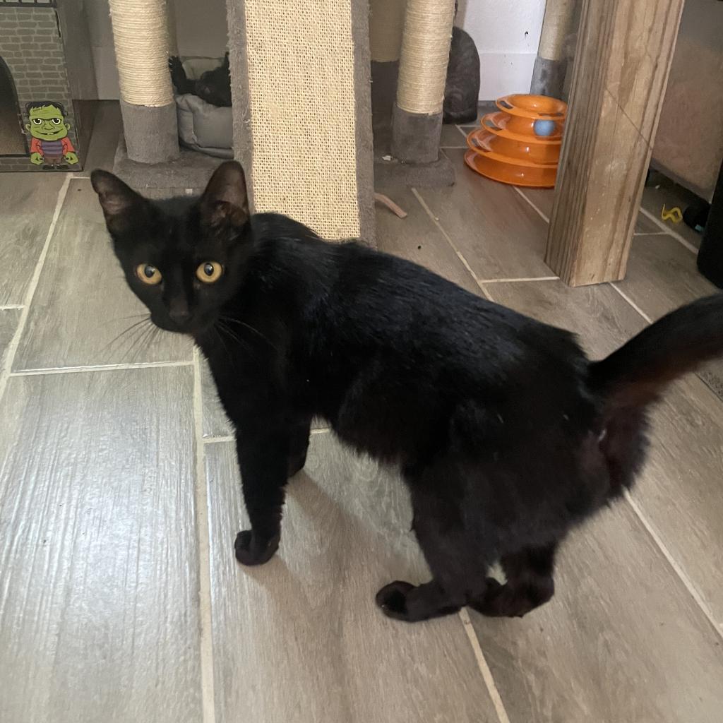 Enlarge Mockingbird, a Adoptable Domestic Short Hair in Bulverde, TX image 1/6