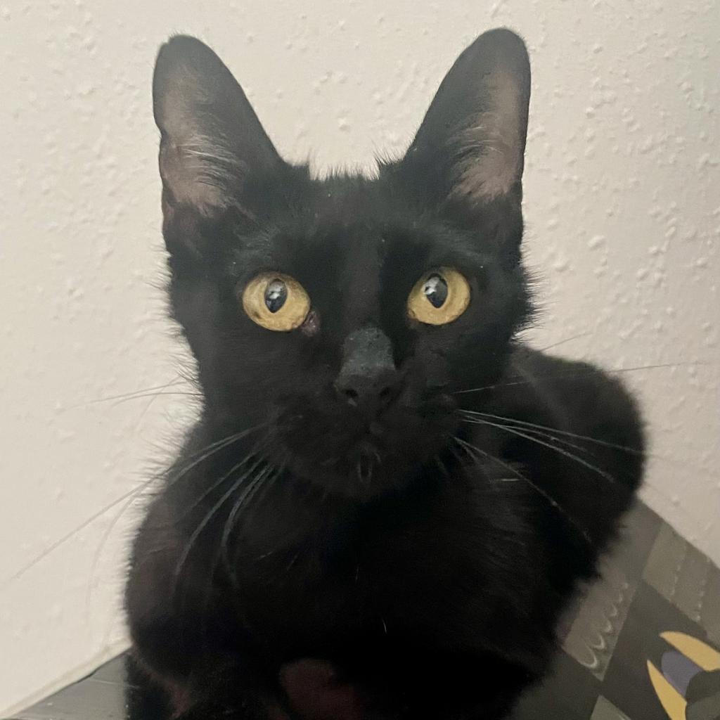 Enlarge Mockingbird, a Adoptable Domestic Short Hair in Bulverde, TX image 2/6