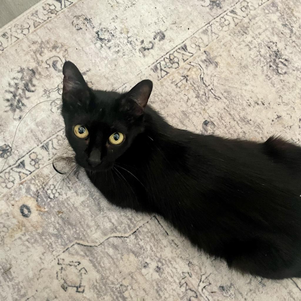 Enlarge Mockingbird, a Adoptable Domestic Short Hair in Bulverde, TX image 3/6