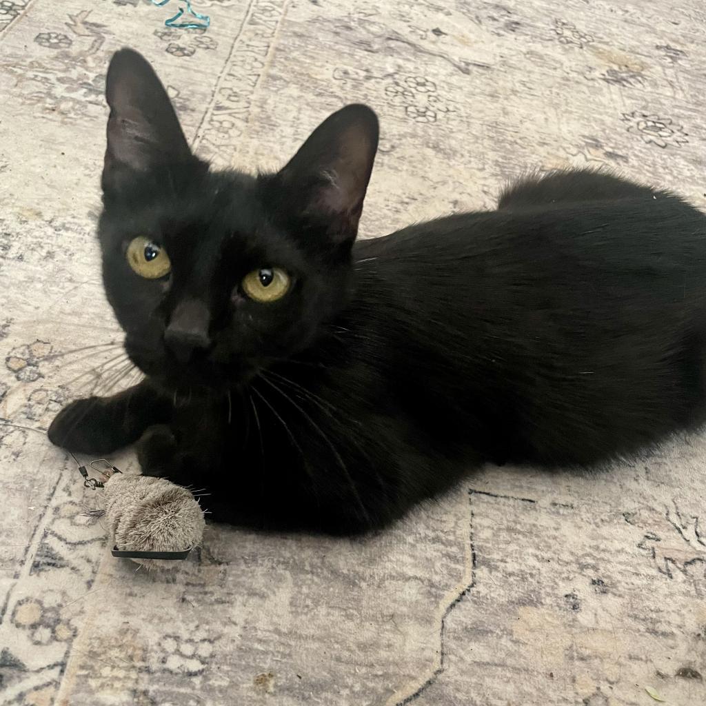 Enlarge Mockingbird, a Adoptable Domestic Short Hair in Bulverde, TX image 4/6