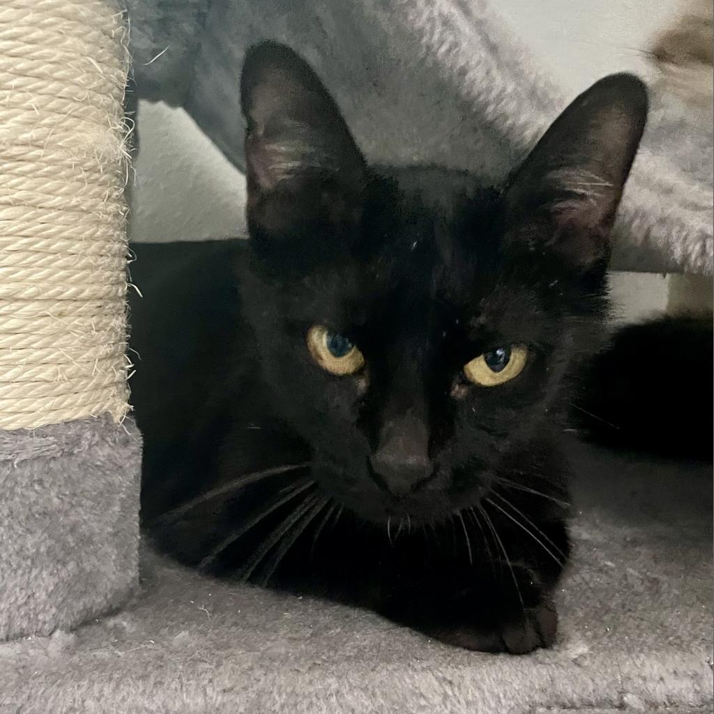 Enlarge Mockingbird, a Adoptable Domestic Short Hair in Bulverde, TX image 5/6