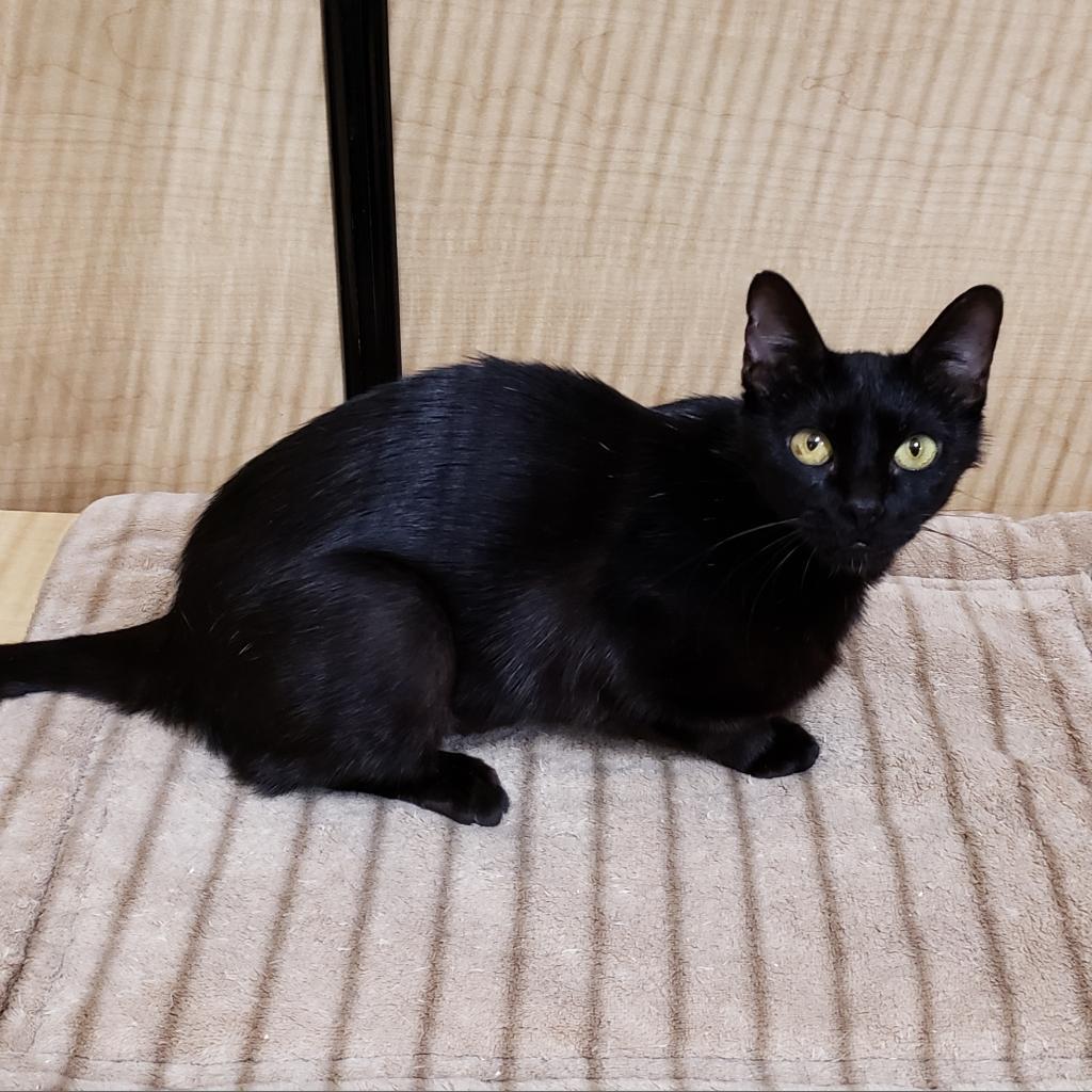 Enlarge Mockingbird, a Adoptable Domestic Short Hair in Bulverde, TX image 6/6