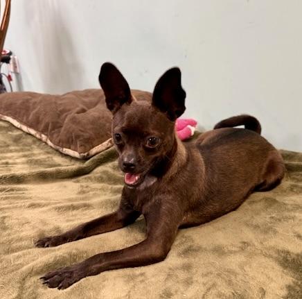 Enlarge Roxie, a ADOPTABLE mixed breed in Walnut Creek, CA image 3/3