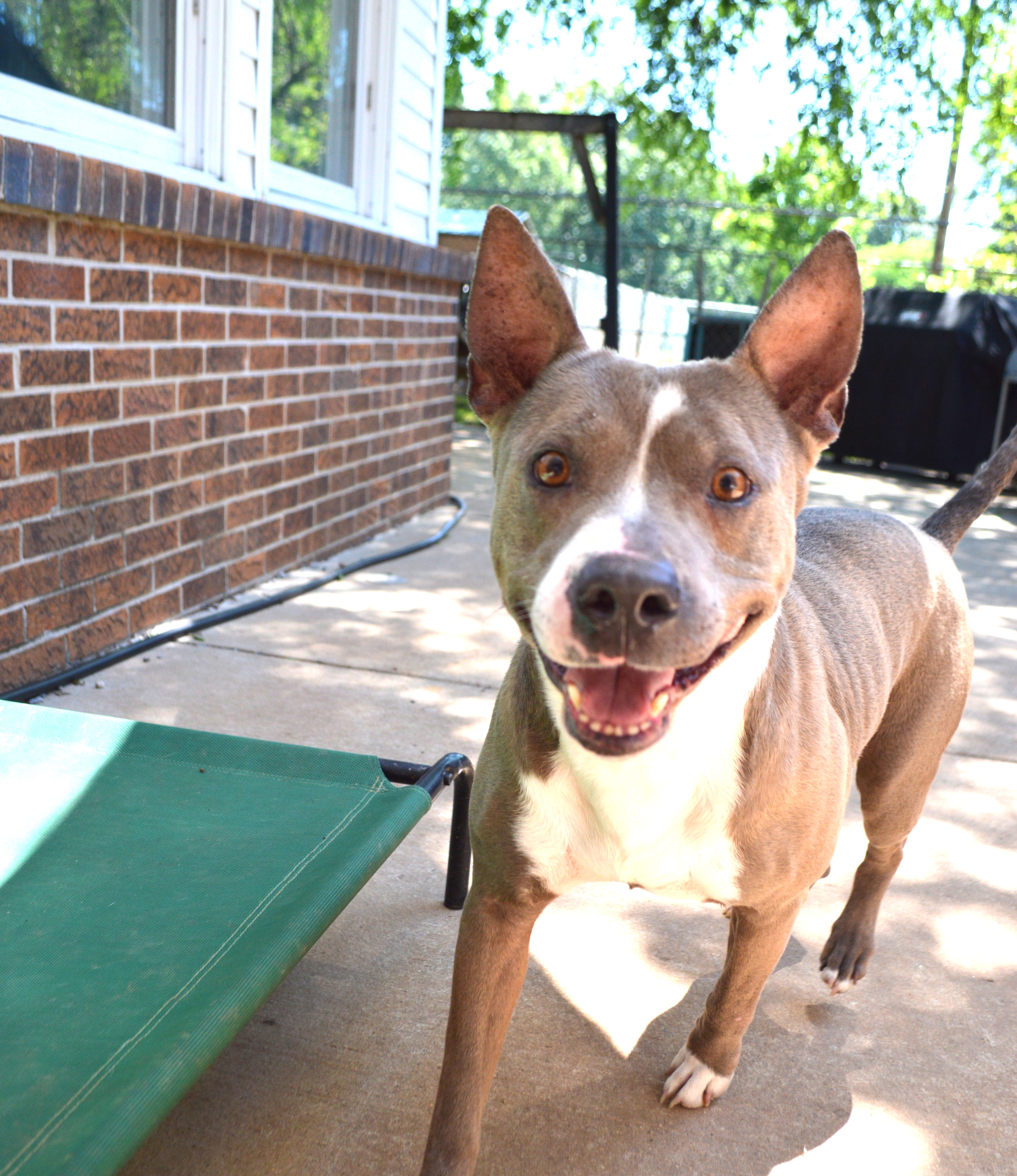 Macy, Adoptable, Adult Female Pit Bull Terrier.