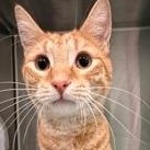 Enlarge Kyo (Keeyo), an adopted Domestic Short Hair in Lakeside, AZ image 1/1