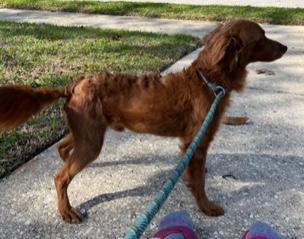 Enlarge Luca, an adopted mixed breed in Longwood, FL image 2/3