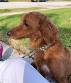 Enlarge Luca, an adopted mixed breed in Longwood, FL image 1/3