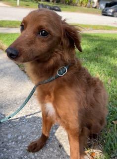 Enlarge Luca, an adopted mixed breed in Longwood, FL image 3/3