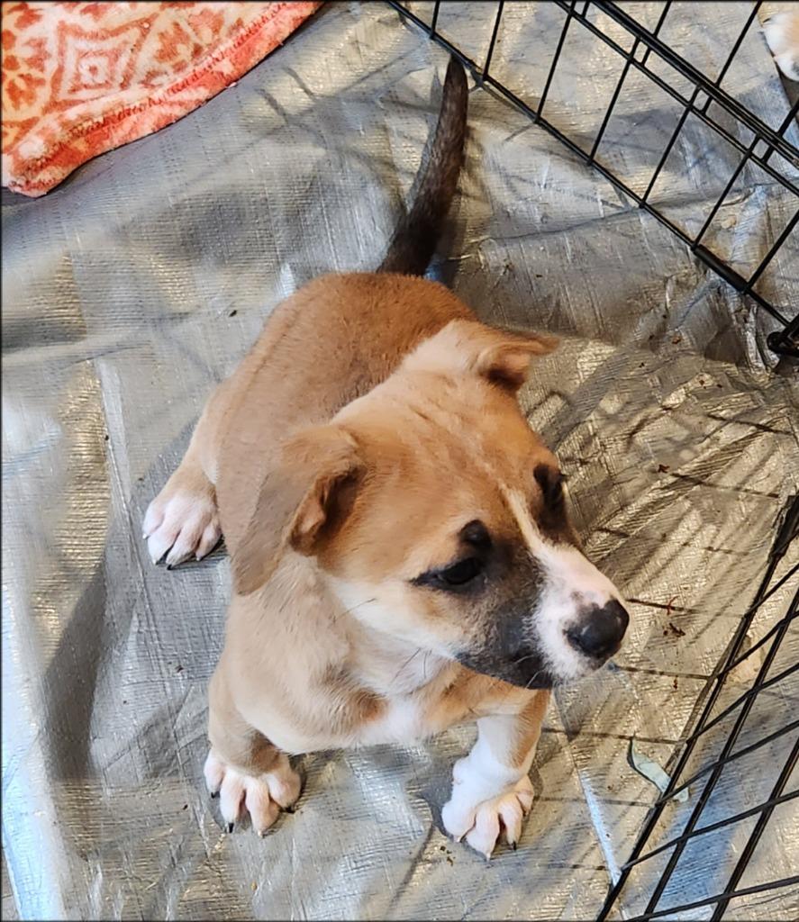 Blair, a Adoptable mixed breed in Thompson Falls, MT image 1/4