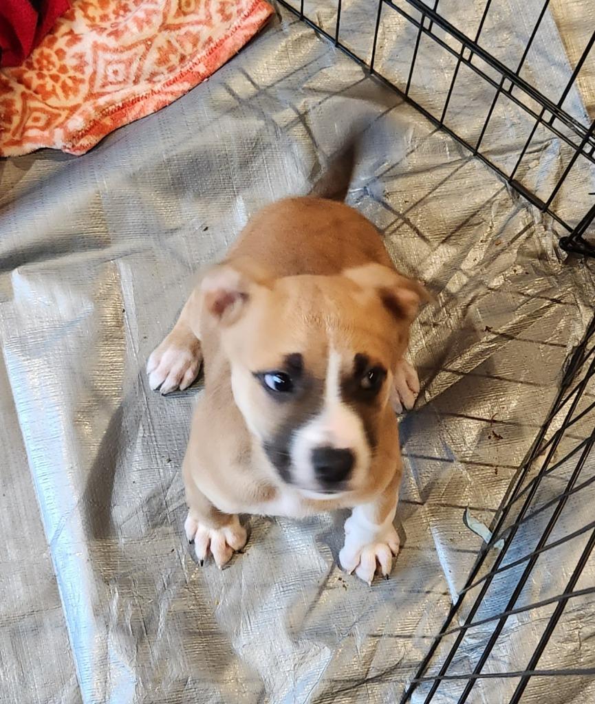 Blair, a Adoptable mixed breed in Thompson Falls, MT image 2/4