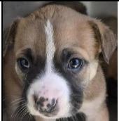 Blair, a Adoptable mixed breed in Thompson Falls, MT image 3/4