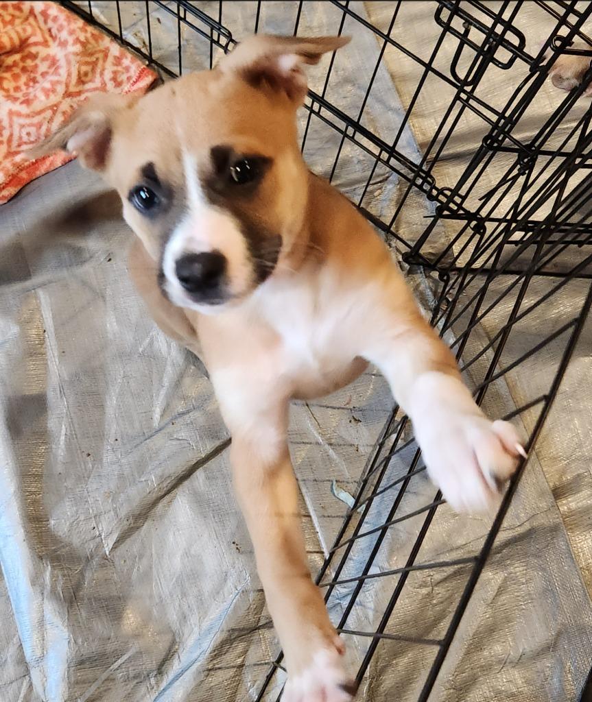 Blair, a Adoptable mixed breed in Thompson Falls, MT image 4/4