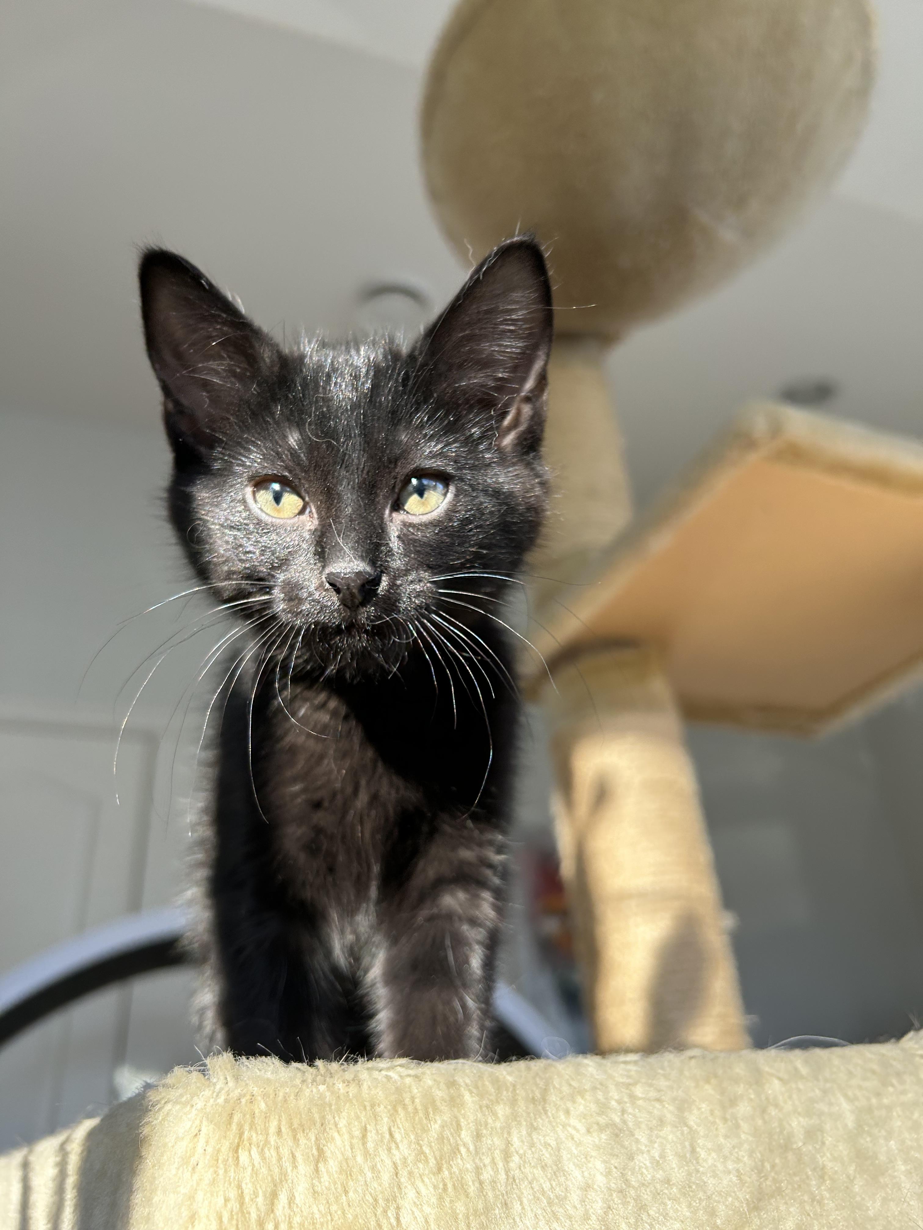 Enlarge Kalamata, a Adoptable mixed breed in Steinbach, MB image 1/6