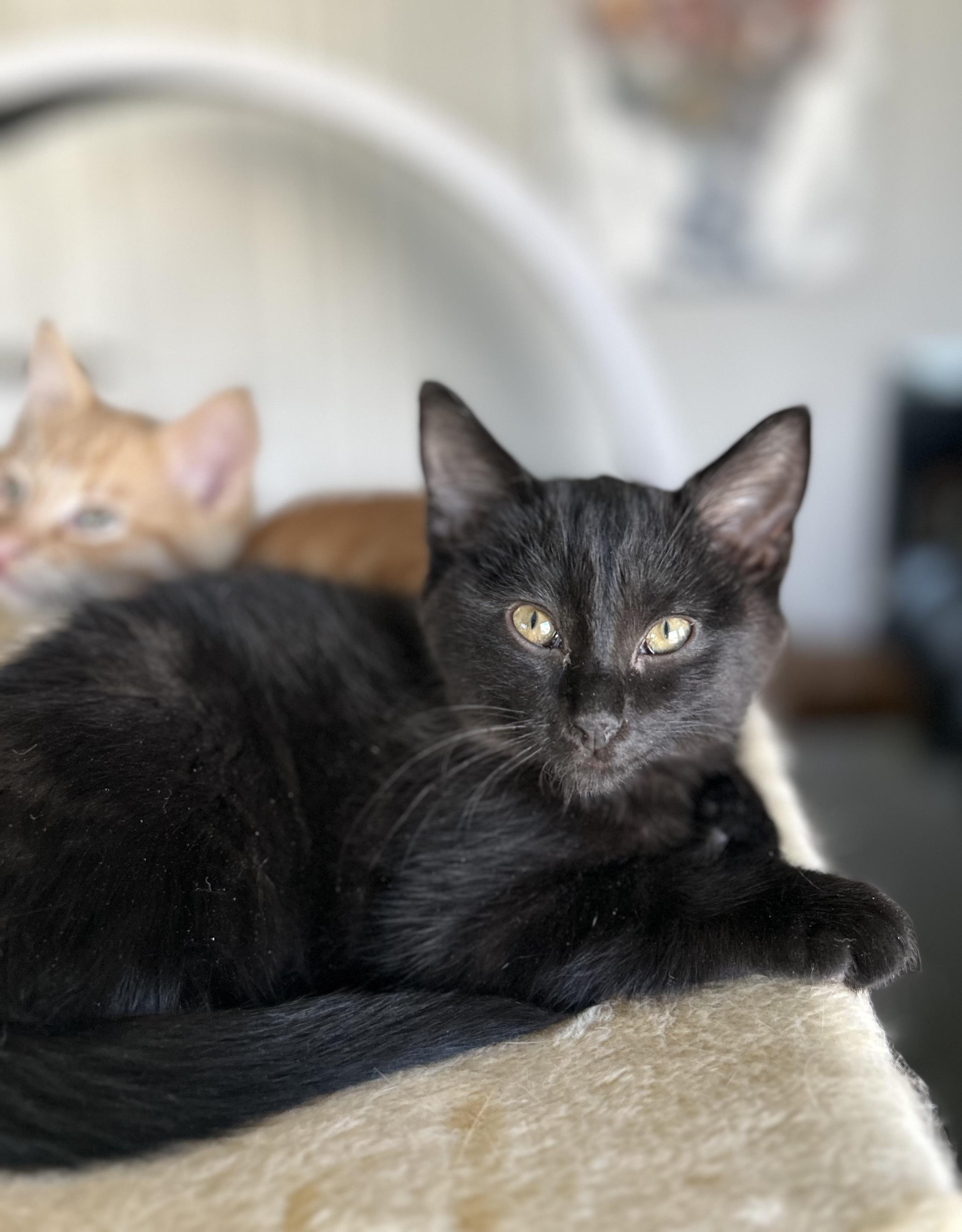 Enlarge Kalamata, a Adoptable mixed breed in Steinbach, MB image 2/6