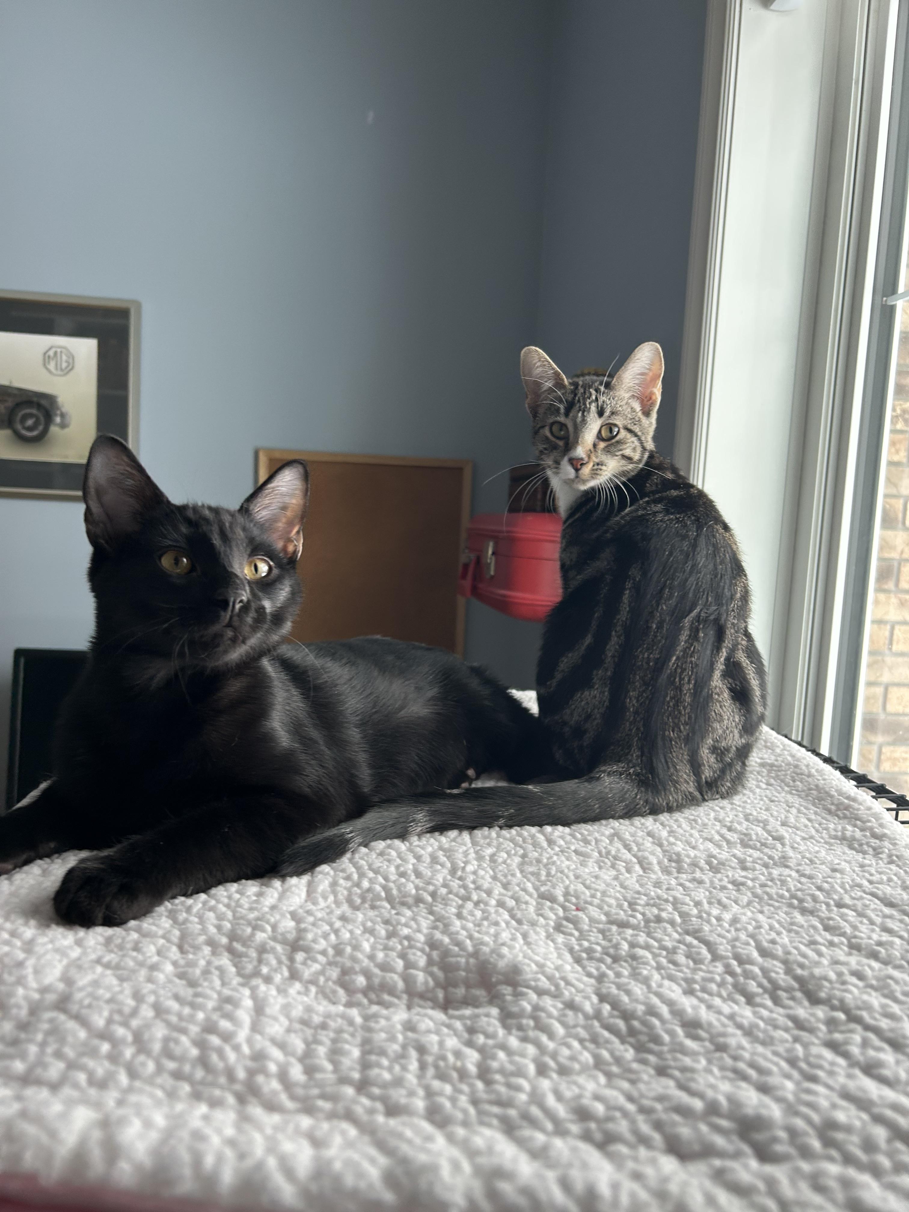 Enlarge Kalamata, a Adoptable mixed breed in Steinbach, MB image 3/6