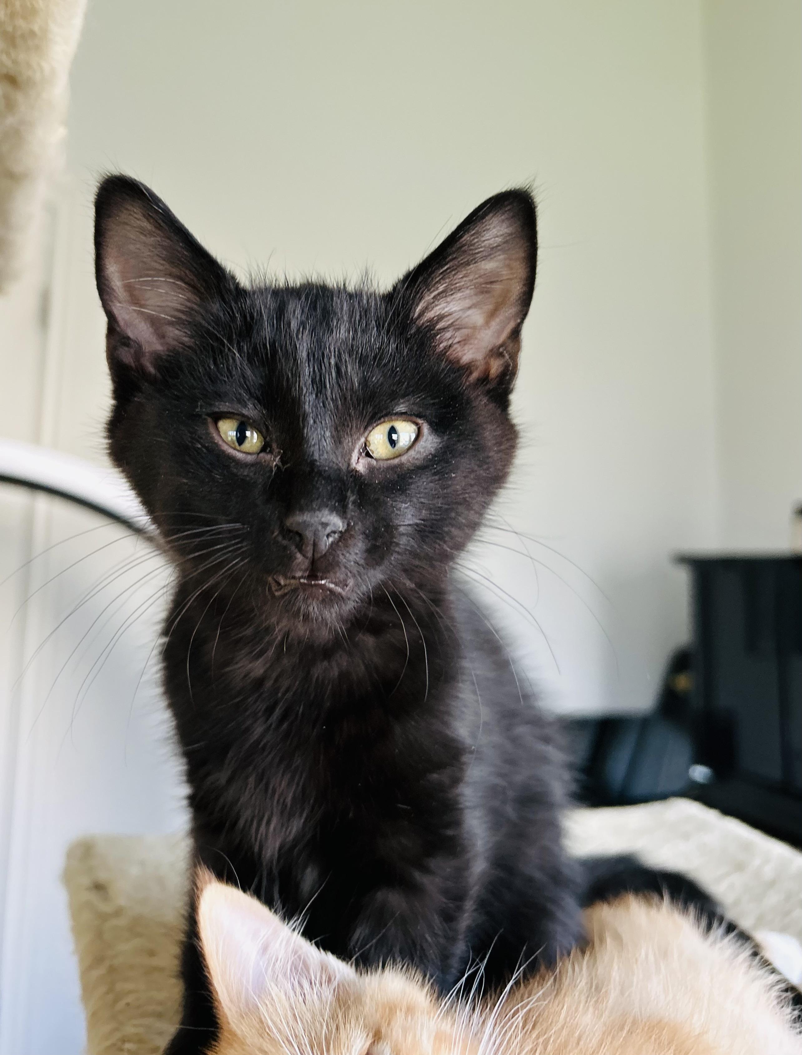 Enlarge Kalamata, a Adoptable mixed breed in Steinbach, MB image 4/6