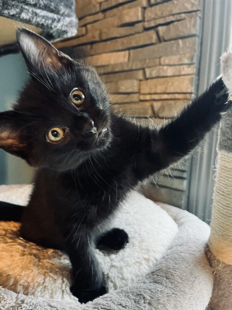 Enlarge Kalamata, a Adoptable mixed breed in Steinbach, MB image 5/6