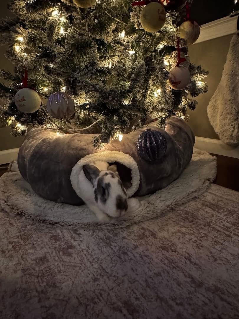 Enlarge Titan , a ADOPTABLE New Zealand in St. Charles, MO image 2/5