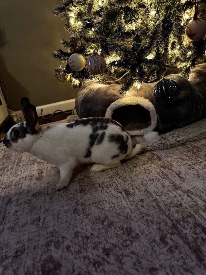 Enlarge Titan , a ADOPTABLE New Zealand in St. Charles, MO image 3/5