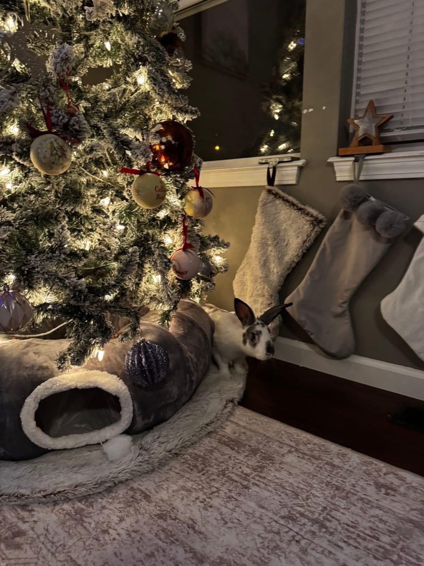 Enlarge Titan , a ADOPTABLE New Zealand in St. Charles, MO image 4/5