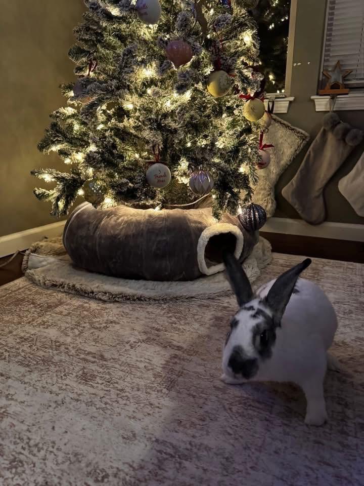 Enlarge Titan , a ADOPTABLE New Zealand in St. Charles, MO image 5/5